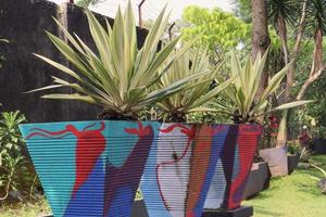 Furcraea gigantea striata plants on flower pot in the park photo