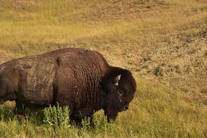 lado perfil de un americano bisonte en un campo foto