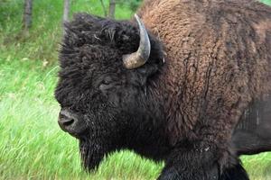 Look Into the Face of an American Buffalo photo