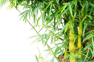 Bamboo plant with leaves Isolated on a white background photo