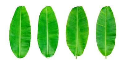 conjunto de hoja de plátano verde aislado sobre fondo blanco. con trazado de recorte foto