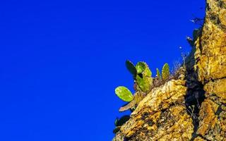 Rocks cliffs overgrown with nature plants trees bushes flowers cacti. photo
