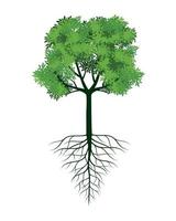 FRESH Green Tree with Leaves and Roots. Vector outline Illustration. Plant in Garden.