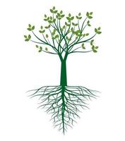 Green spring Tree wth Roots. Vector Illustration.