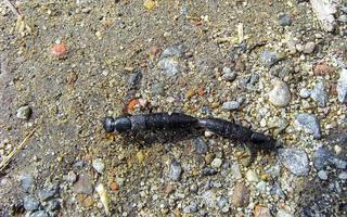 Two insects stick to each other with the rear end. photo