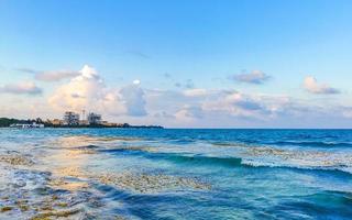 Beautiful sunset evening at beach coast with sea weed Mexico. photo