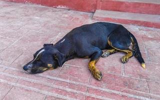 Stray dog sleeps and relaxes on the street in Mexico. photo