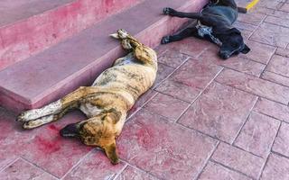 Stray dogs sleeps and relaxes on the street in Mexico. photo