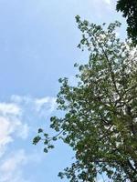 Foliage of a twig tree photo