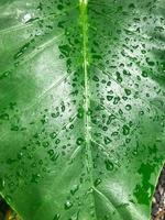 Close Up view of big green taro leaves after raining photo