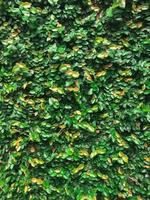 Beringin dolar or ficus microcarpa green island leaves, leaf texture background photo