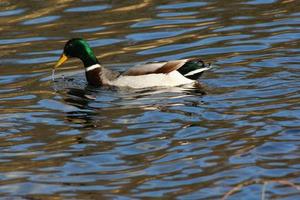 A view of a Mallard Duck photo