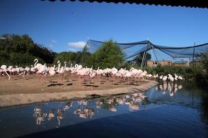 A view of some Flamingo's photo