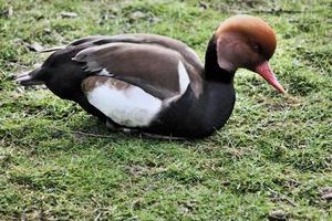 A view of a Pochard Duck photo