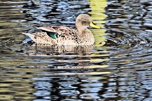 A close up of a Yellow Billed Duck photo