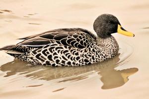 A close up of a Yellow Billed Duck photo