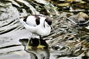 una vista de una avoceta foto