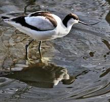 A view of an Avocet photo