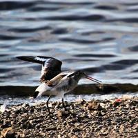 A view of a Black Tailed Godwit photo