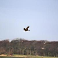 A view of a Marsh Harrier photo