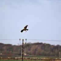 A view of a Marsh Harrier photo