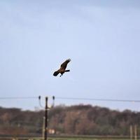 A view of a Marsh Harrier photo