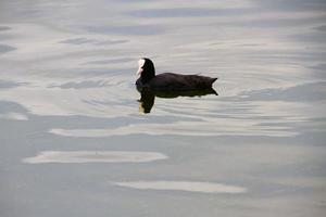 A close up of a Coot photo