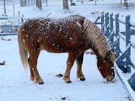 caballos en el nieve en Islandia foto