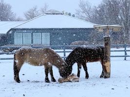 Horses in the snow in Iceland photo