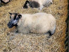 A view of some Sheep photo