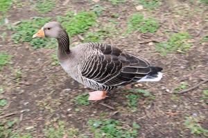 A view of a Goose in London photo