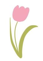 Vector tulip illustration. Pink tulip sketch. Spring holiday decor.