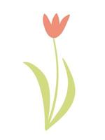 Vector tulip illustration. Pink tulip sketch. Spring holiday decor.