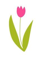 Vector tulip illustration. Pink tulip sketch. Spring holiday decor.