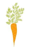 Vector carrot sketch. Realistic carrot with leafy tops jn white background. Spring symbol. For greeting card, textile, decor, menu.