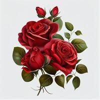 Red rose on white background, floral pattern - image photo