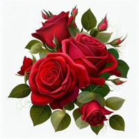 Red rose on white background, floral pattern - image photo