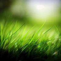 Beautiful texture of green meadow grass with dew drops close up, abstract blur natural bokeh background - Image photo