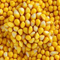 Ripe corn, corn grain background - image photo