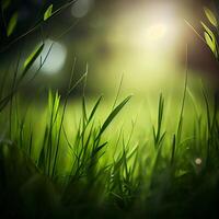 Beautiful texture of green meadow grass with dew drops close up, abstract blur natural bokeh background - Image photo