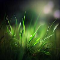 Beautiful texture of green meadow grass with dew drops close up, abstract blur natural bokeh background - Image photo