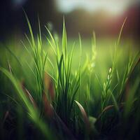 hermosa textura de verde prado césped con Rocío gotas cerca arriba, resumen difuminar natural bokeh antecedentes - ai generado imagen foto