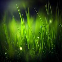 Beautiful texture of green meadow grass with dew drops close up, abstract blur natural bokeh background - Image photo