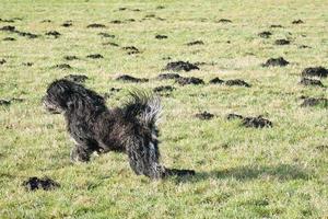 Black Goldendoddle running in a meadow while playing. Fluffy long black coat. photo