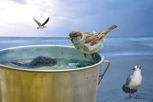 Composing with a bucket on which sits a sparrow and a swimming seal, the sea and seagull. photo