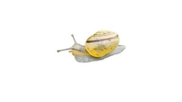 Snail with snail shell cut out. Snail with house, foot and antenna. For composing. photo