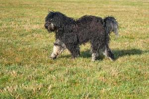 Black Goldendoddle running in a meadow while playing. Fluffy long black coat. photo