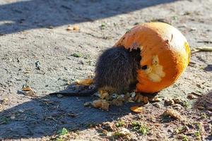 bisamrat disappeared while eating in the pumpkin. Rodent eating food. Mammal photo