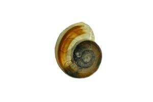Snail shell cut out. Detailed shell of a snail. For further processing for e.g. composing. photo