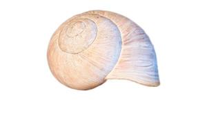 Snail shell cut out. Detailed shell of a snail. For further processing for composing. photo